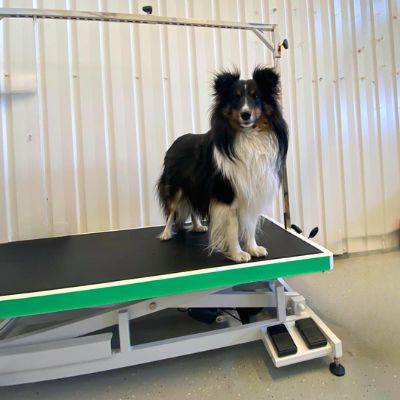 Kuvassa collie tai shetlanninlammaskoira on trimmauspöydän päällä, jossa näkyy olevan hyvin tilaa isommankin koiran trimmaamiseen.