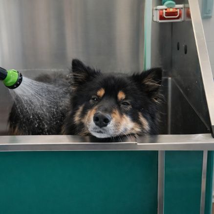 kuvassa koira lepuuttaa päätään metallisen pesualtaan reunalla samalla kun sitä pestään